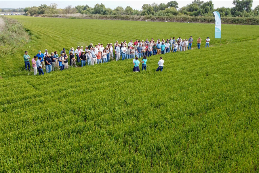 Consórcio do ensaio de rega gota-a-gota na cultura do arroz organizou dia de campo na Azambuja