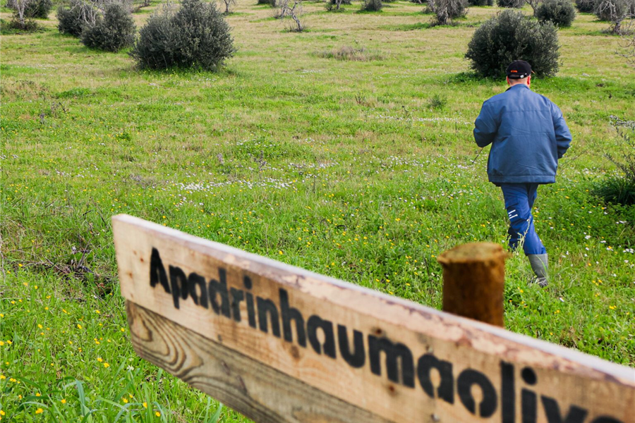 Apadrinhe uma Oliveira e contribua para a recuperação do património natural em Abrantes