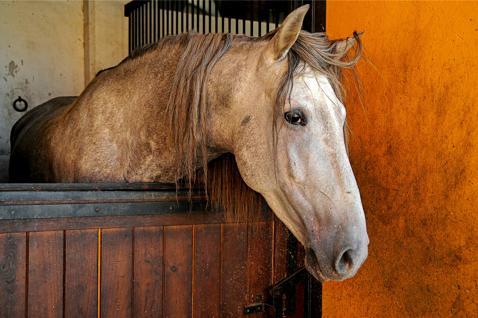 Feira Nacional do Cavalo