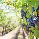 Comissão apoia o setor vitivinícola da UE face a novos desafios