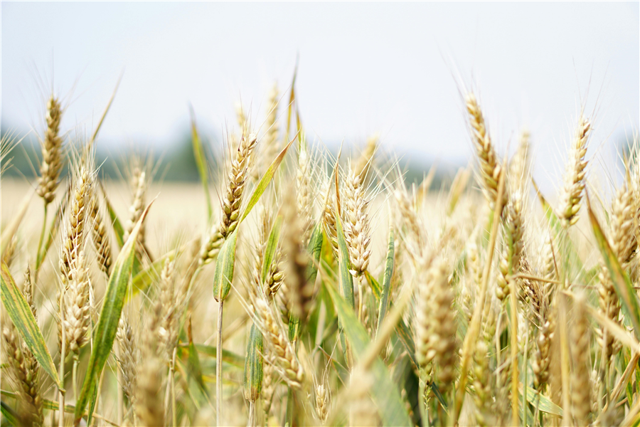 Governo lança estratégia nacional para reforçar produção de cereais