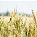 Governo lança estratégia nacional para reforçar produção de cereais