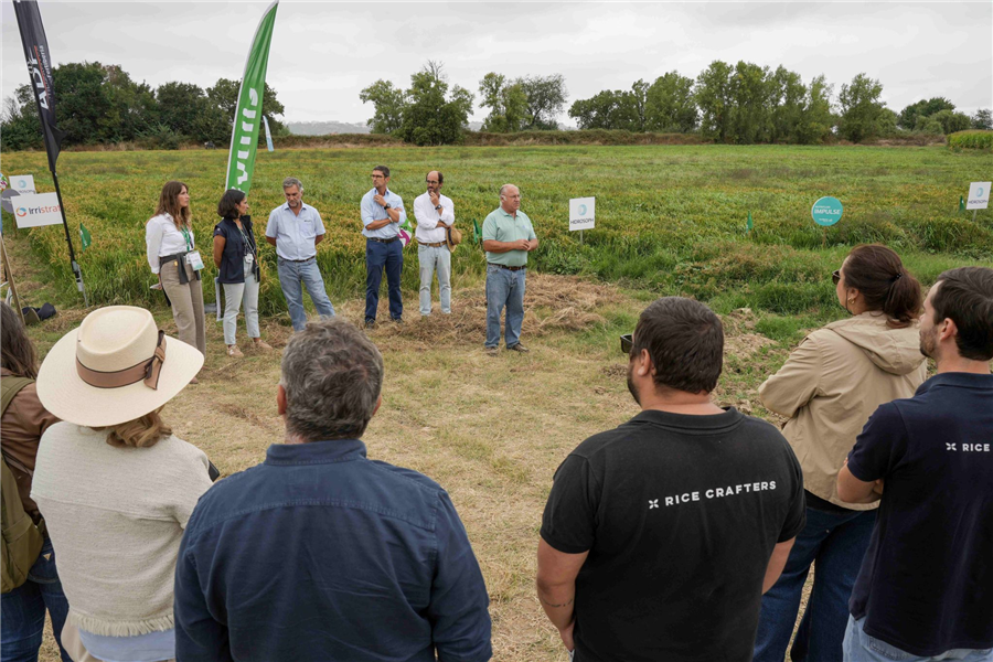 Rega gota-a-gota mostra-se solução promissora para a cultura do arroz e rotação de culturas