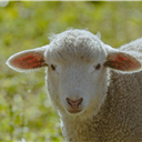 Município de Mação lança apoio municipal à fileira dos pequenos ruminantes