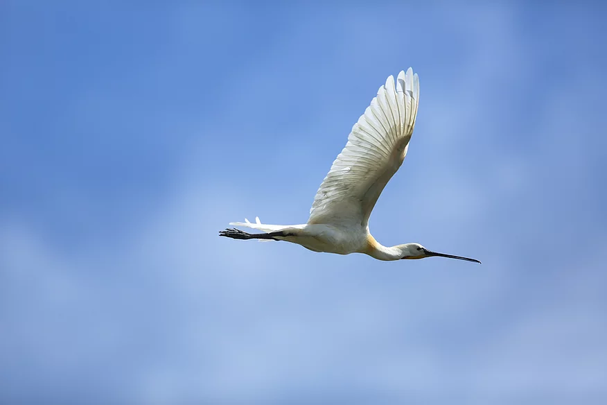 Inaugurado projeto expositivo do Centro de Interpretação da Reserva Natural do Paul do Boquilobo
